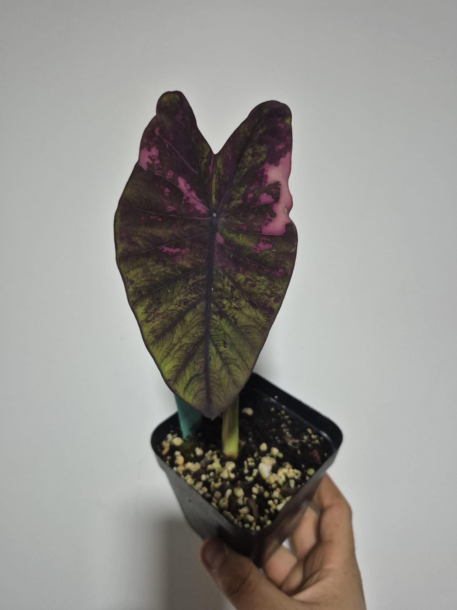 Colocasia Phet Pusa